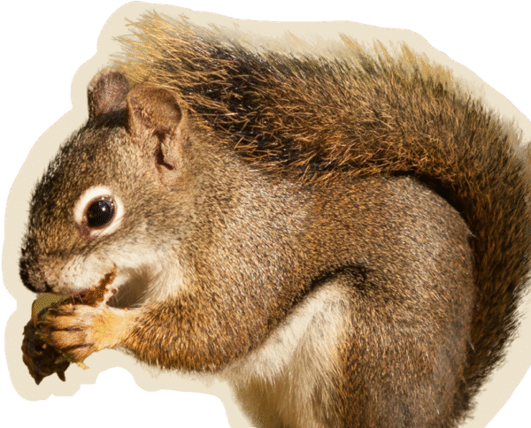 ARDILLA