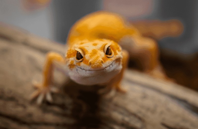 Reptiles y calcio Nutrición Animal