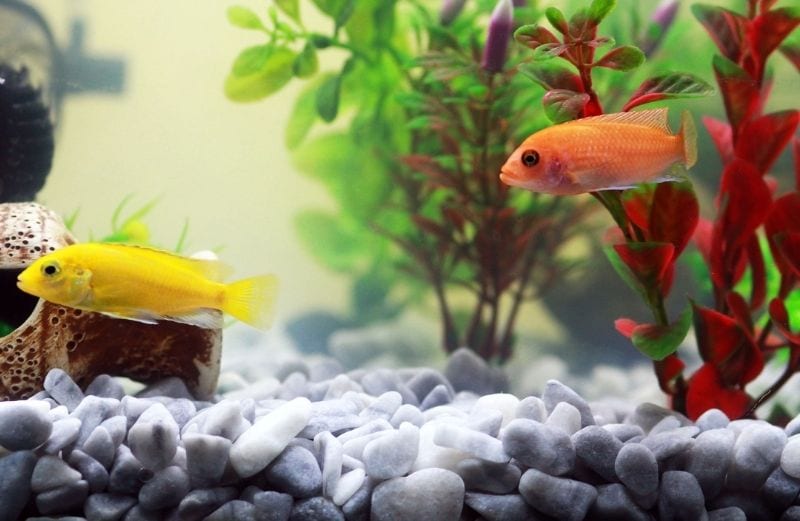Cuidado de plantas en acuario plantado