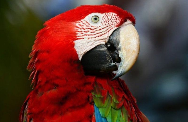 Guacamaya Roja Mexicana