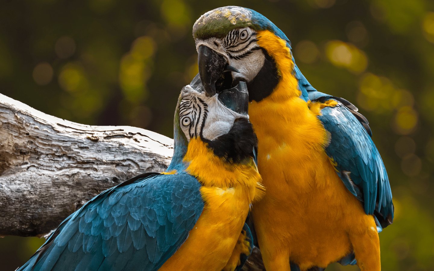 Aves alimentación