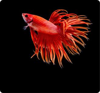 peces