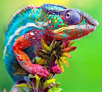 reptiles