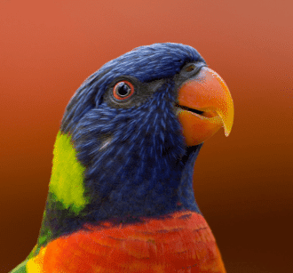 aves