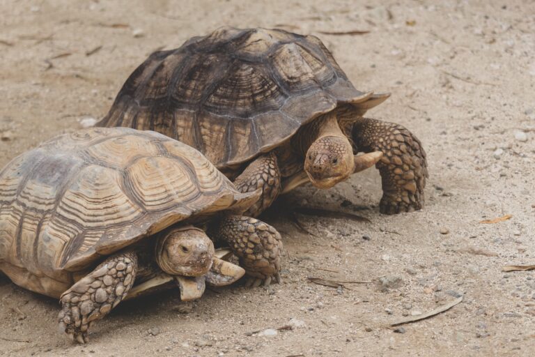 Blog tortugas 2