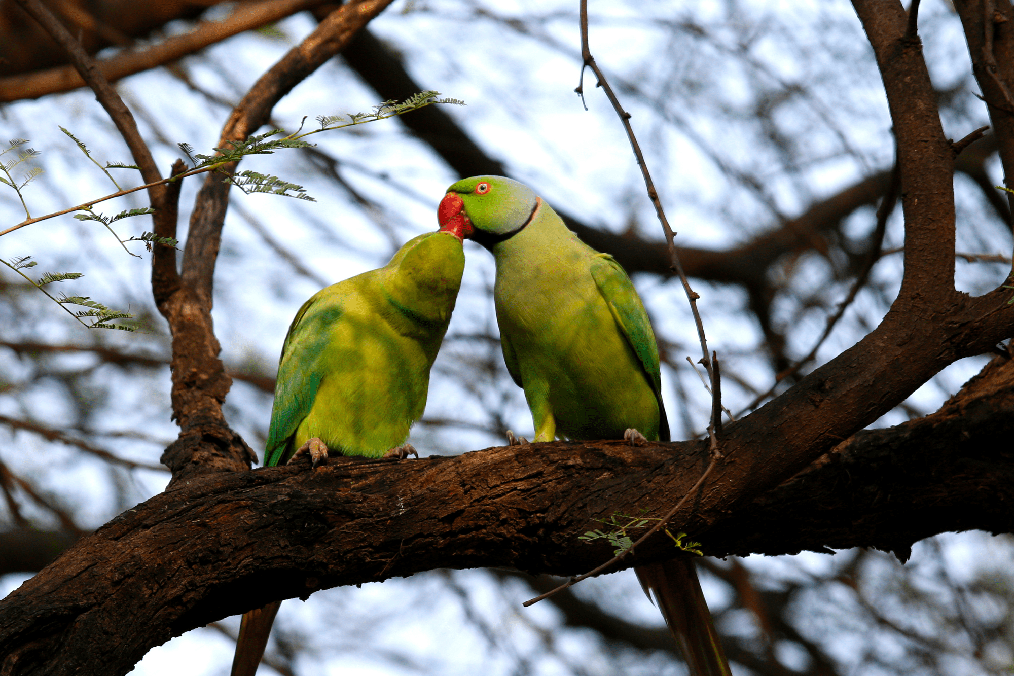 Blog Periquitos del amor (1)