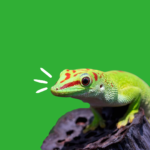 alimento-para-reptiles-nutrición-animal